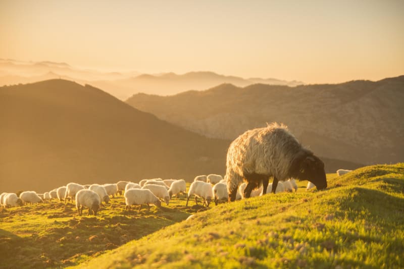 A saute-mouton à Hasparren - Hasparren