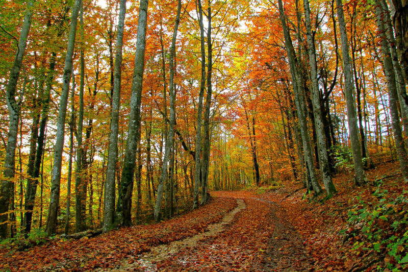 Randonnée en forêt - Villefranche-du-Queyran