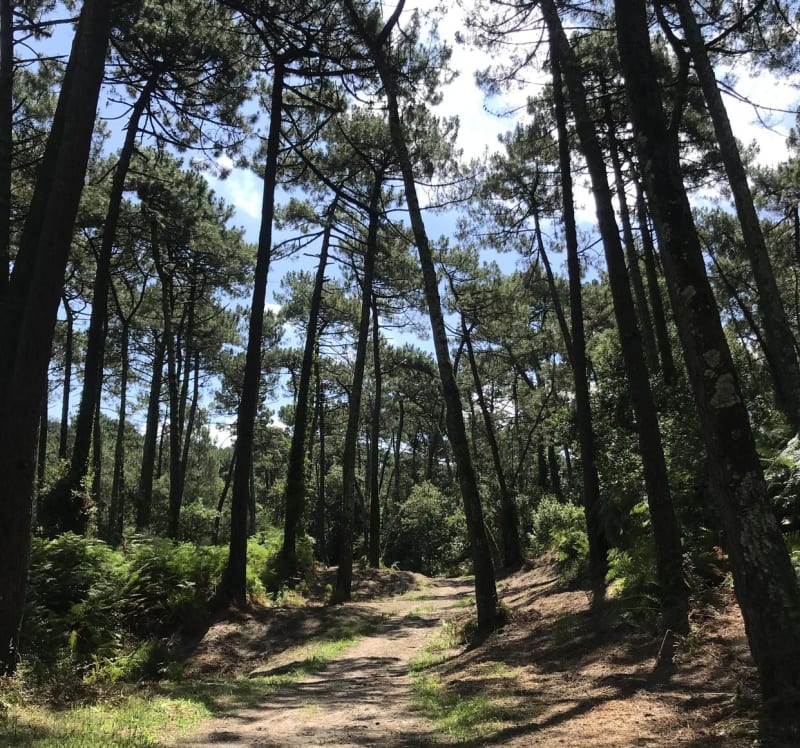 Forêt du Pignada, dite « de Chiberta », Anglet - Anglet
