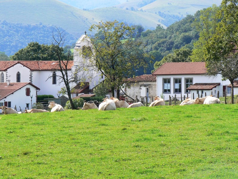 A travers les champs de Suhare - Ossas-Suhare