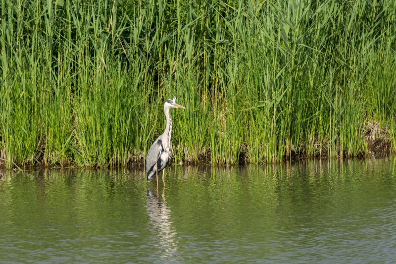 Marais et richesses insoupçonnées - Mayrinhac-Lentour