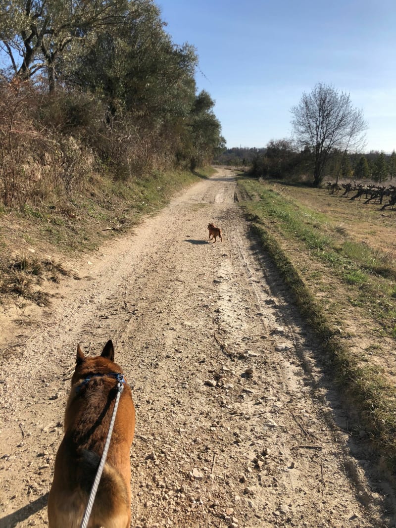 Pequine vignobles entre Ners et Vézénobres - Ners