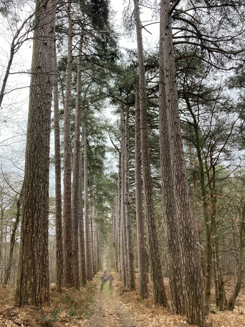 Cœur du haut Bray de l’Oise, Bois de la Marquayenne - Savignies