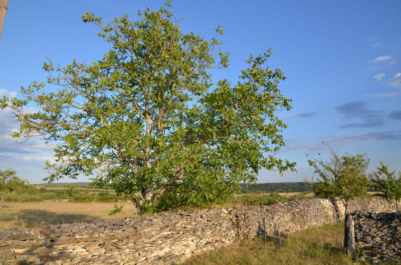 Par delà les murets de la Braunhie - Cœur-de-Causse