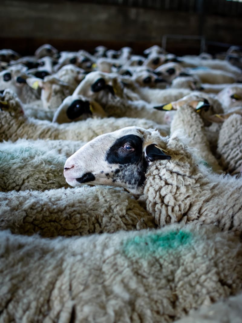 Jouer à saute-mouton dans les Causses - Le Bastit