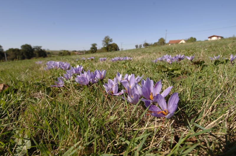 Pèlerinage historique et petite fleur épicée - Cajarc