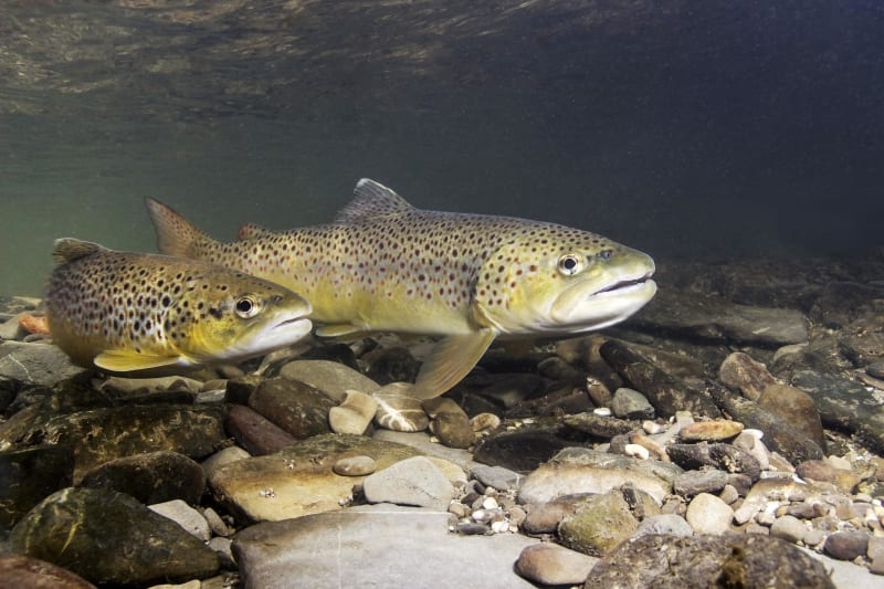 Petits poissons et vallée enchanteresse - Ladirat