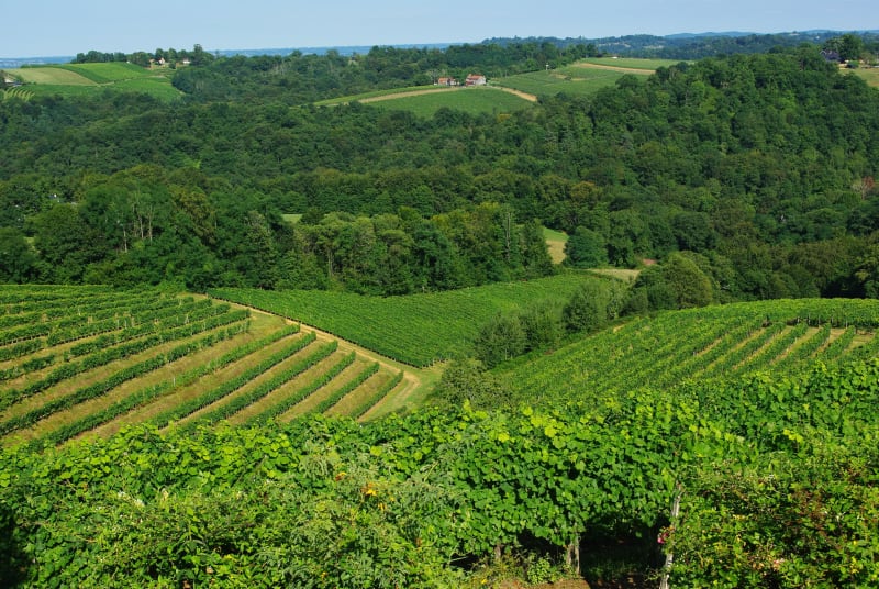 Buller à travers vignes et coteaux à Saint-Faust - Saint-Faust
