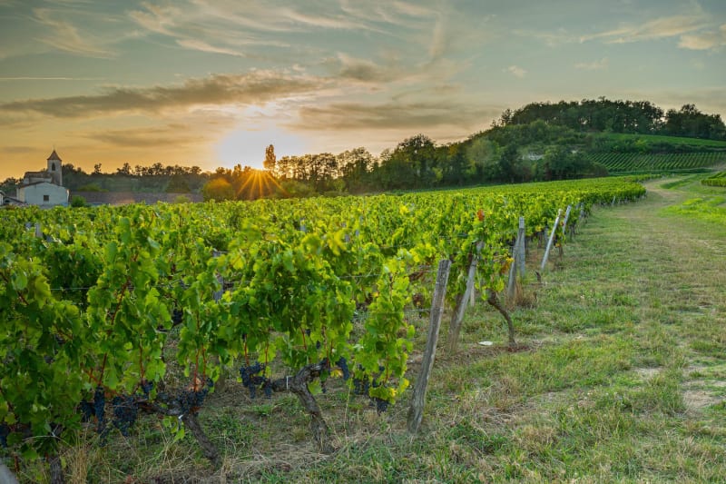 Pédaler dans les vignes du Saint Pourçain - Saulcet