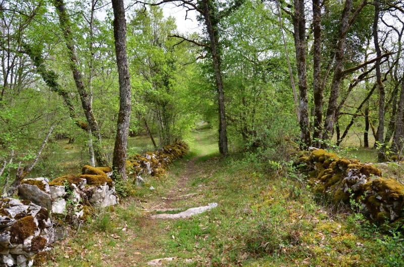 Un papillon pour un châtelain - Cœur-de-Causse