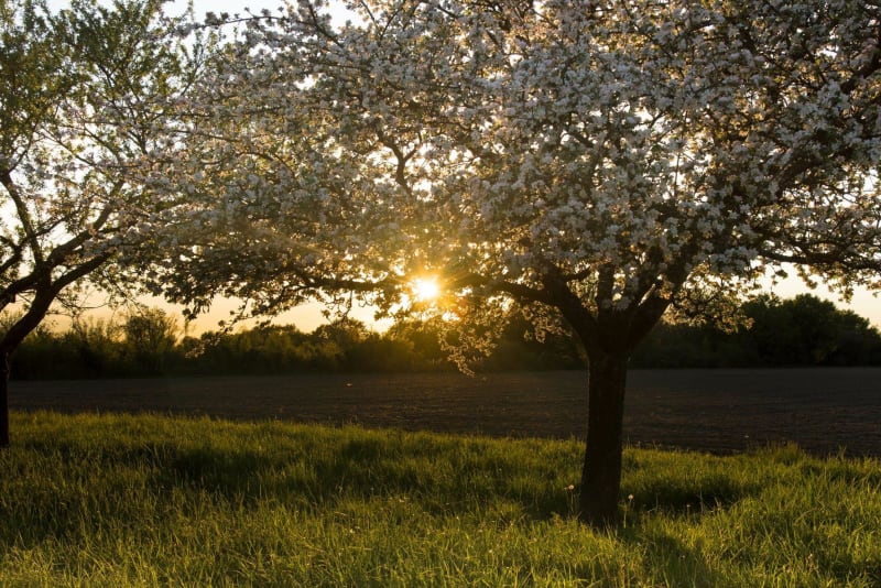 Entre champs et Méry-ès-Bois - Méry-és-Bois