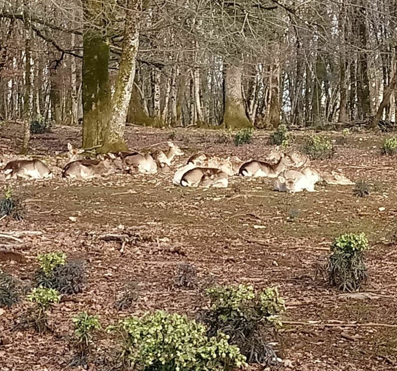 Bois de Chailluz, parc animalier - Besançon