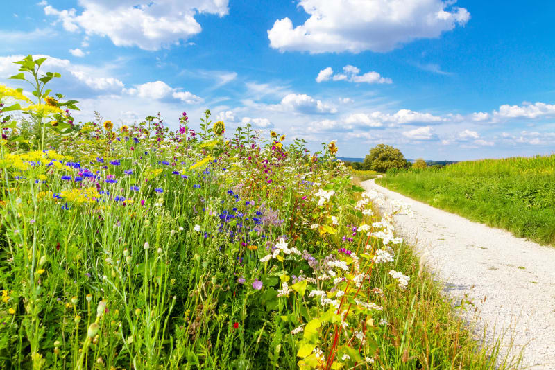 Balade dans les landes aveyronnaise - Rignac