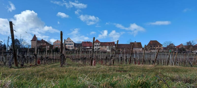 De Bennwihr à Zellenberg et retour par le Mandelberg - Bennwihr