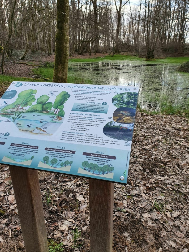 La forêt des Crochères - Auxonne