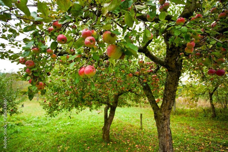 Campagne et patrimoine d'Ars - Ars