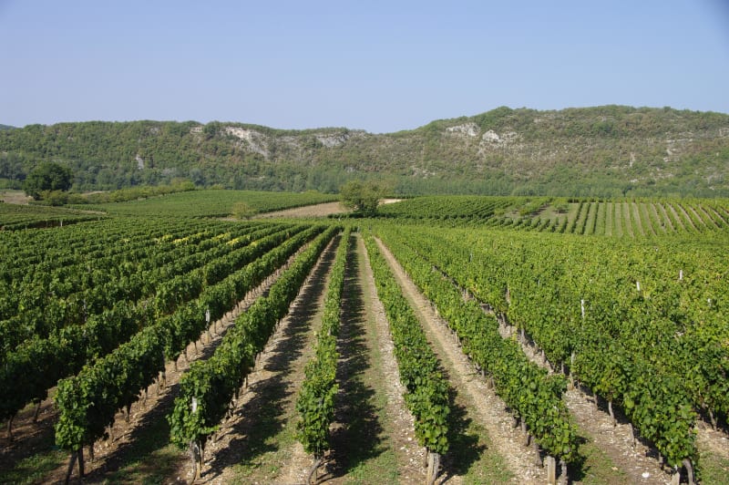Belles vignes et ruisseaux ombragés - Porte-du-Quercy