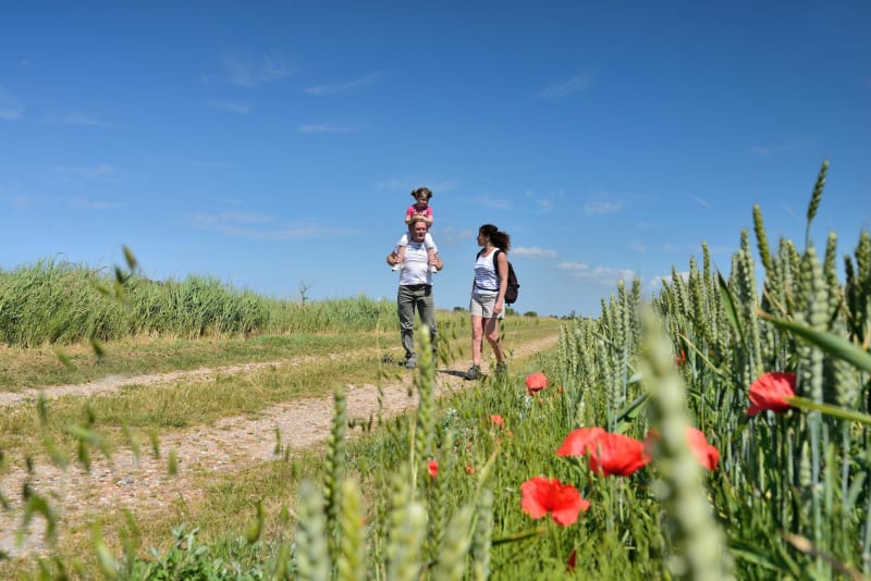 L'Etang des Rosées à Genouillé - Genouillé