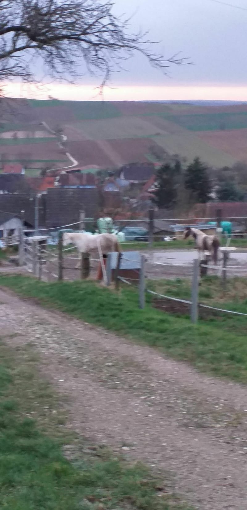 Petite balade du soir à Morschwiller - Morschwiller