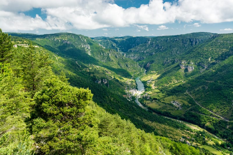 Escapade forestière en bordure d'Aveyron - Prévinquières