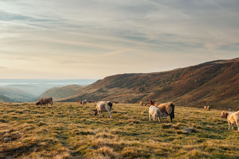 Romeins uitje in Aubrac - Saint-Chély-d'Aubrac
