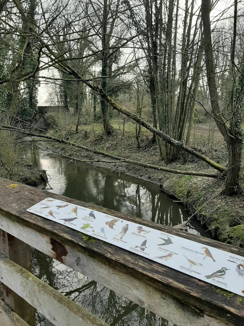 Chemin des ruisseaux et Bois d'Infière à Bouvine - Bouvines