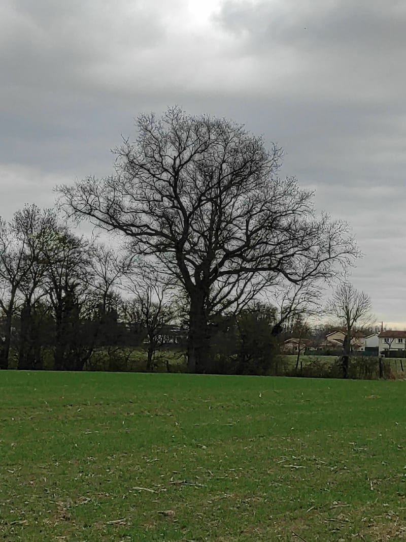 Panorama sur le Beaujolais - Saint-Didier-sur-Chalaronne
