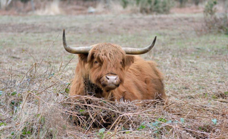 Prendre la tourbière par les cornes - Lassouts, Le Margnès