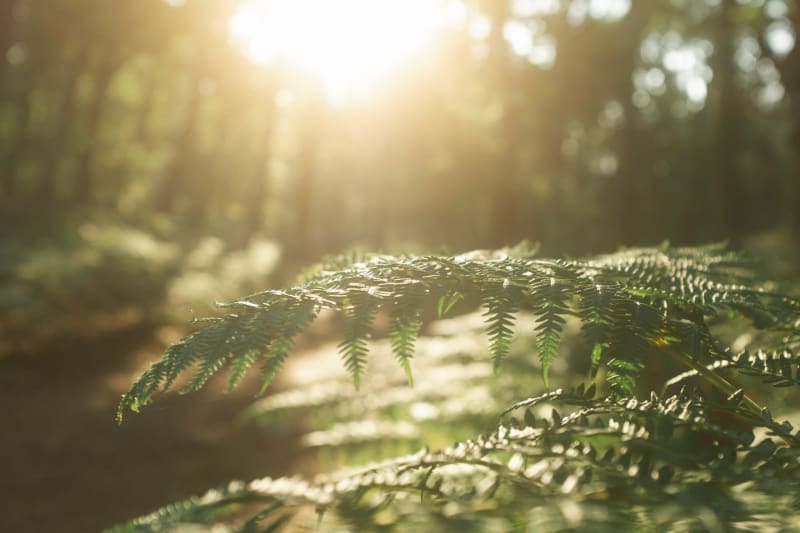 Virée dans les bois de Vau Profond - Vernoil-le-Fourrier