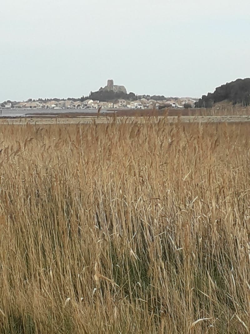 Capoulade - Gruissan
