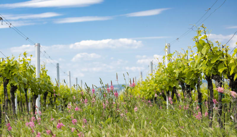 Trésors souterrains et bonnes bouteilles - Tourtenay
