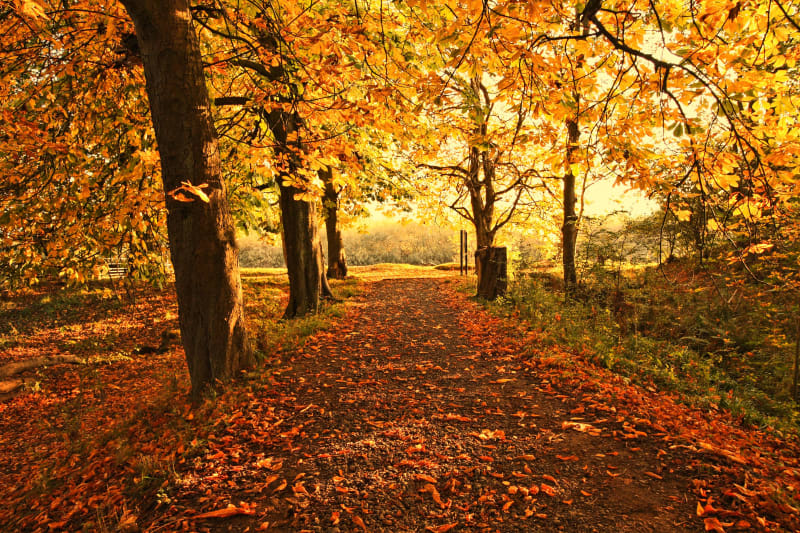 Les feuilles sont d'or et la rivière est d'Argent - Le Pin