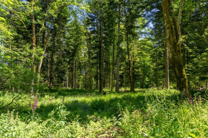 Randonnée forestière à la Cense Saint-Dié - Bois-de-Champ
