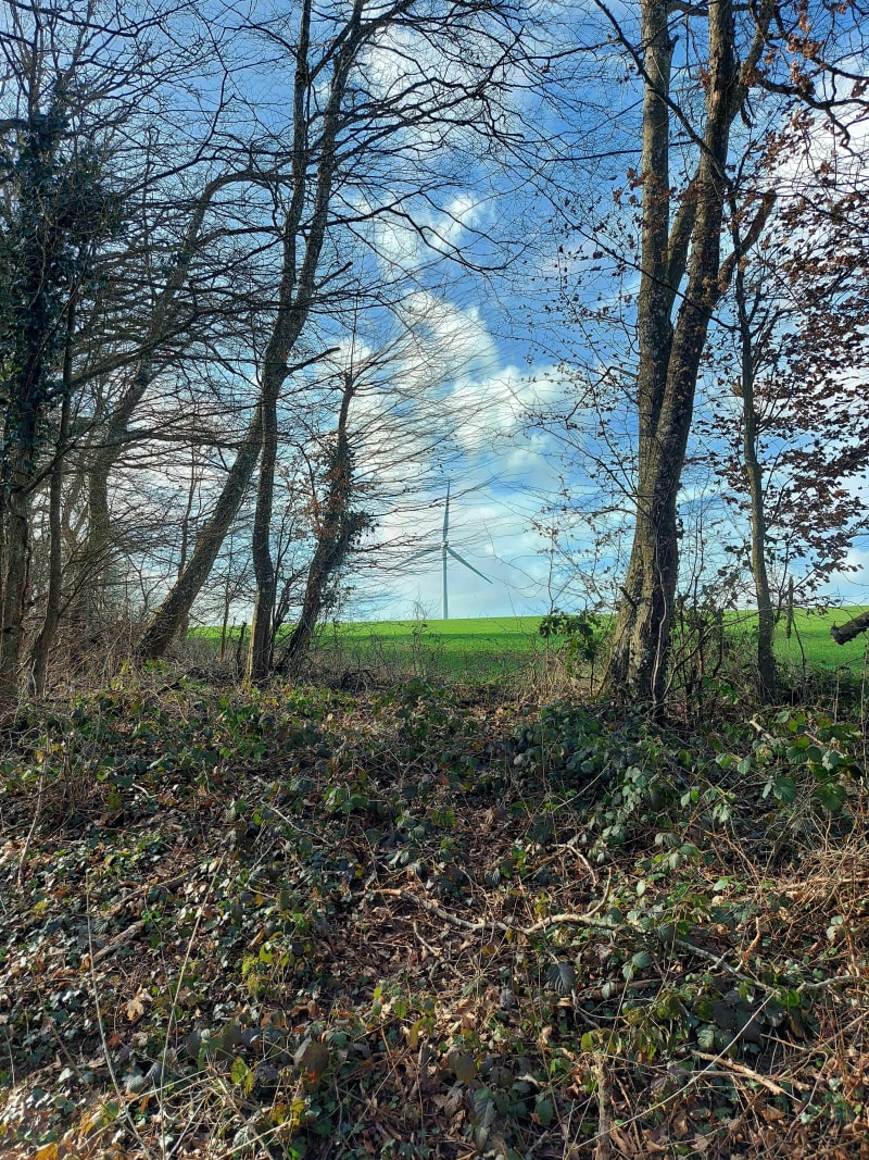 Parcours 31 dit du Bois des Châtaigniers - Coulanges-la-Vineuse