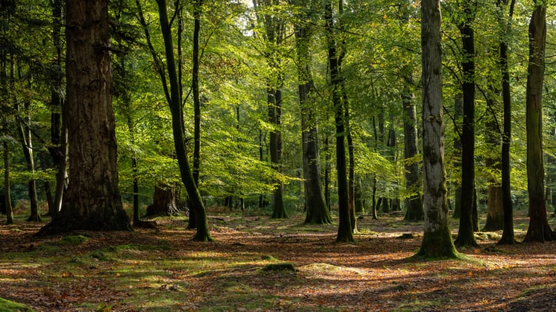 Buller en forêt de Sérénac - Sérénac
