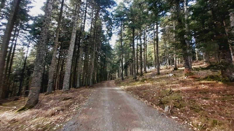Communion avec les arbres dans la forêt de la Loubiére - Lanuéjols