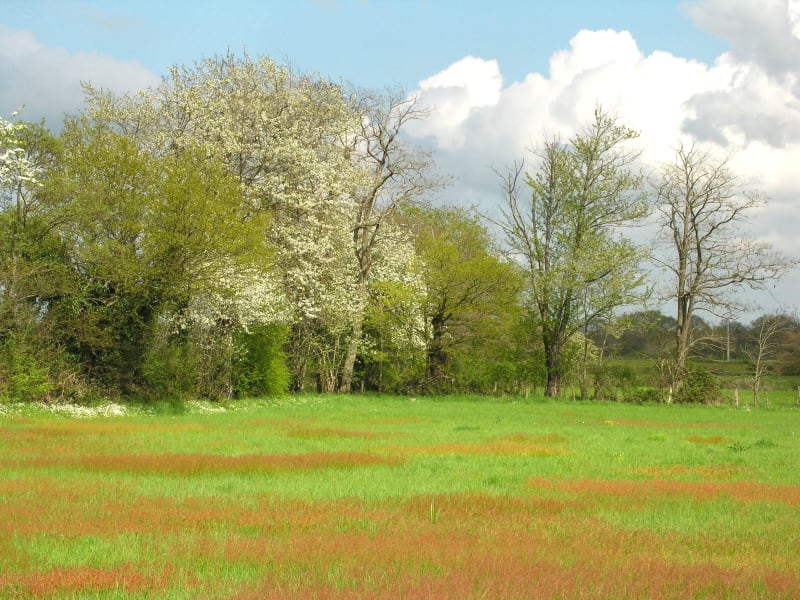 Parenthèse Gâtinaise - Allonne