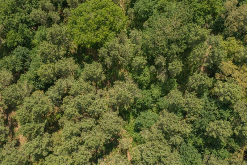 Découverte de la forêt de Walscheid - Harreberg