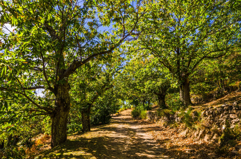 Wandeltocht door de kastanjebomen van de Cevennen - L'Espinas
