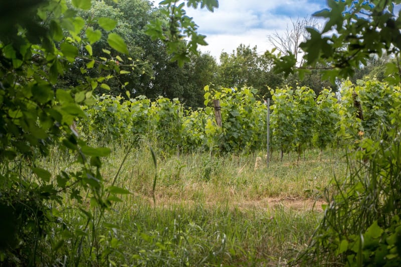 Vignes et forêts de Bellevigne-en-Layon - Bellevigne-en-Layon