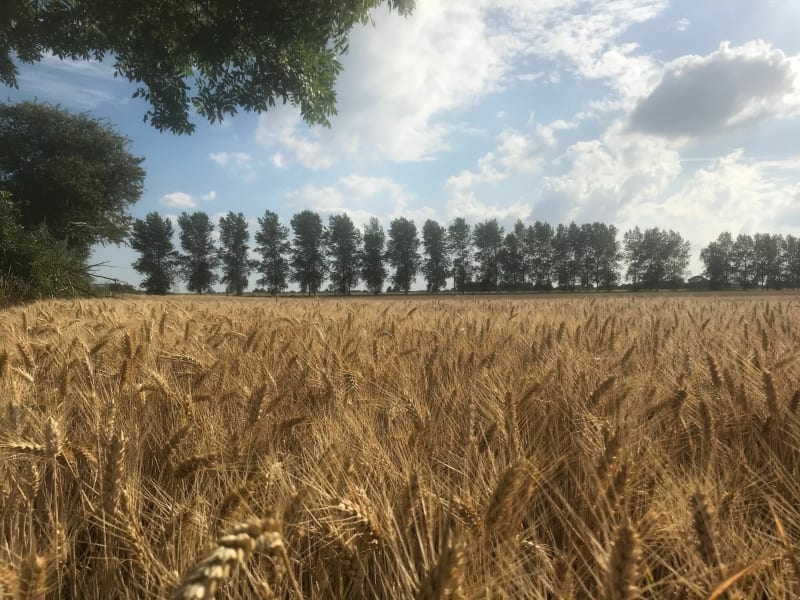 La Canteraine : entre pâturages et petits bois - Noyelles-lès-Seclin
