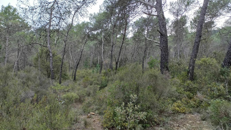 Promenade dans la Valmasque - Valbonne