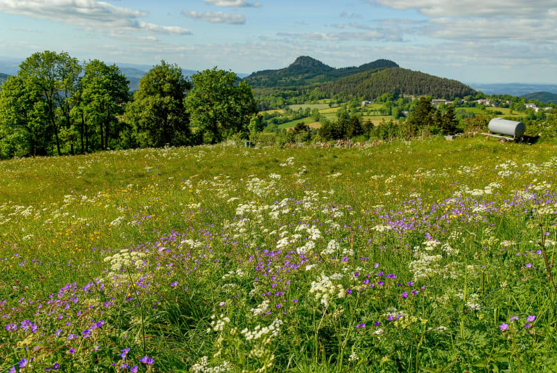 Cure de nature entre bois et sentes ancestrales - Allègre
