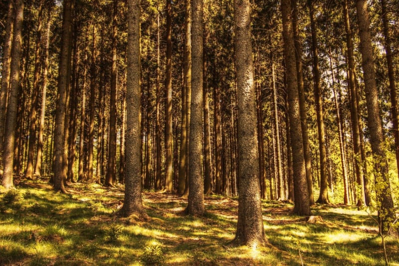 Chemins de campagne et forêts enchantées en Haute-Loire - Saint-Jean-d'Aubrigoux