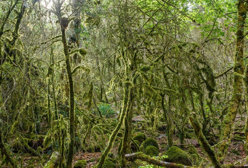 Druides et fées en forêt de Faubouloin - Corancy
