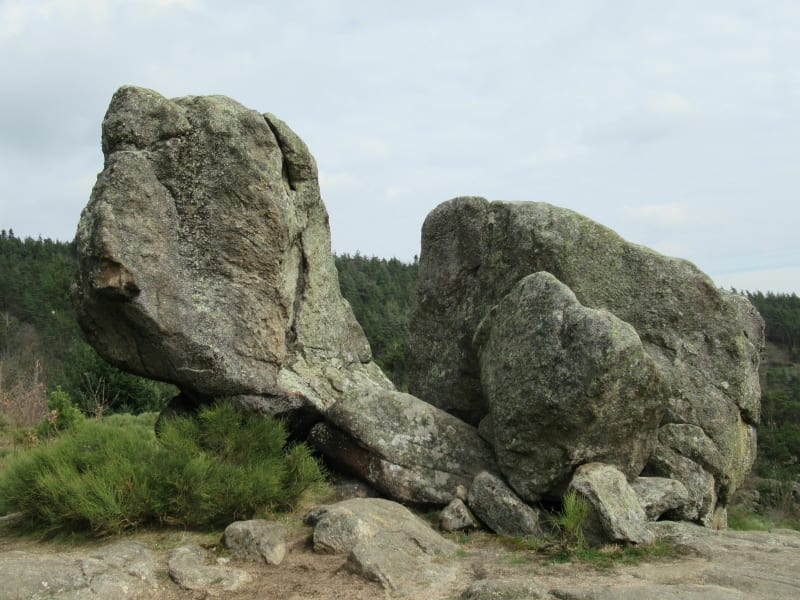 Schildpadrots van Bourg-Argental - Bourg-Argental