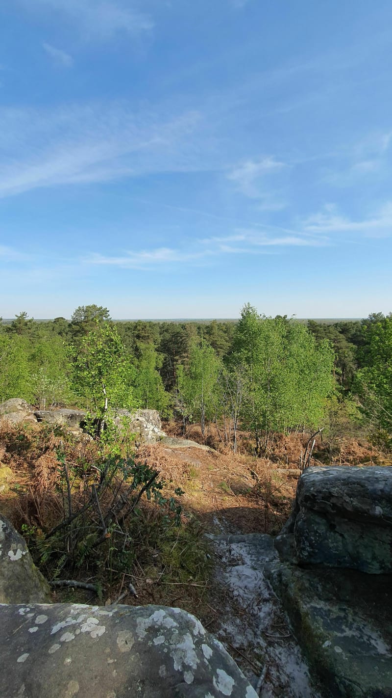 Points de vue et petite mare en forêt de Fontainebleau. - Fontainebleau