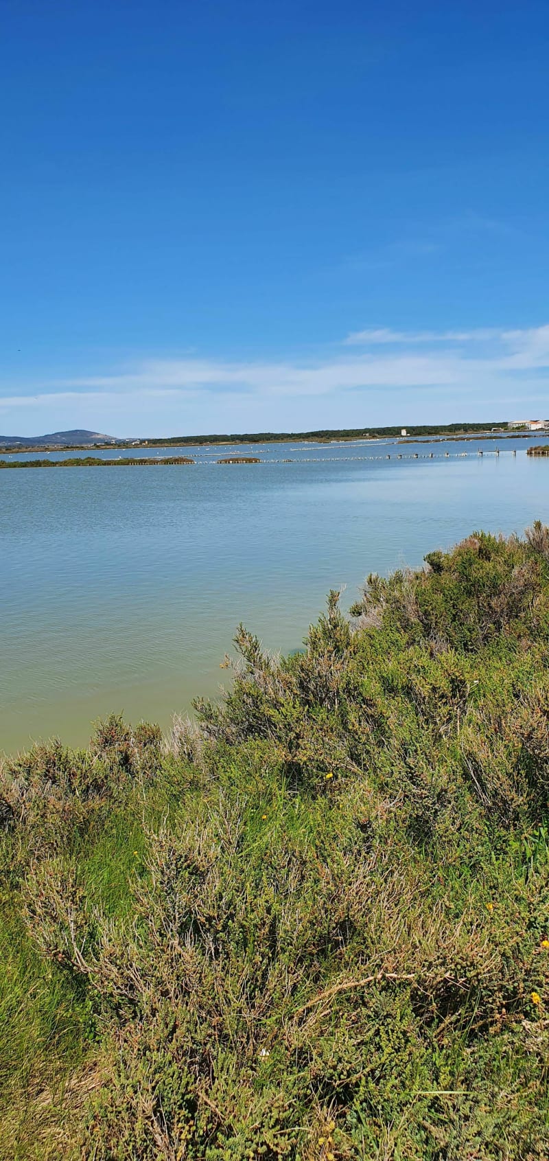 Les salins de Frontignan - Frontignan