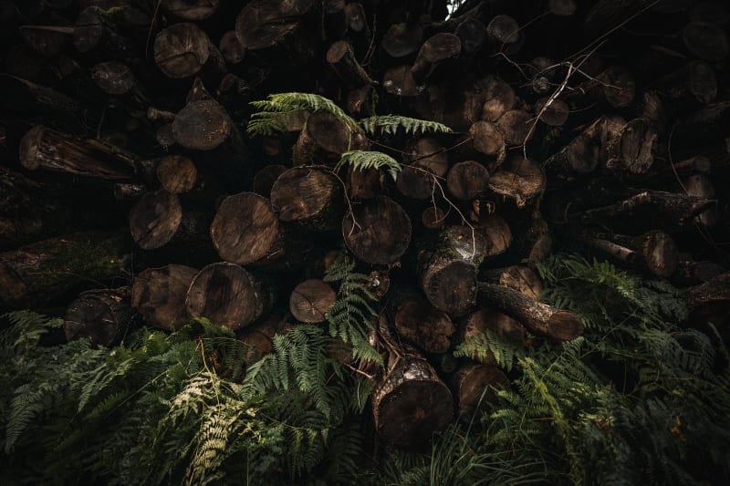 Saute-collines et forêt autour du Doulon - Laval-sur-Doulon