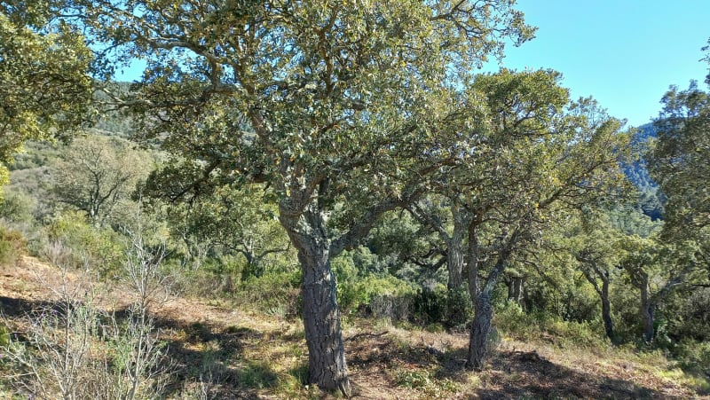 Tour du Lac de l'Avellan - Les-Adrets-de-l'Esterel